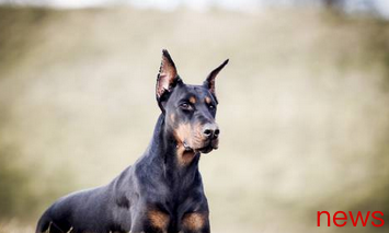 15 Best Guard Dogs, come and learn about it quickly