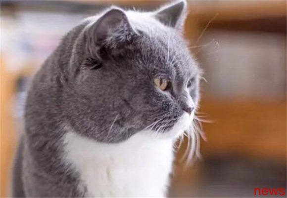 Find a quiet partner: Recommended breeds of cats with mild personality