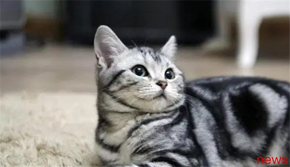 Cute pet competition: Five popular cats and dogs, which one is your favorite?