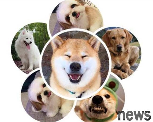 Dog Encyclopedia: Know all about appearance characteristics and habits
