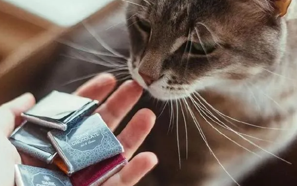 Do you know what foods are there to kill cats?