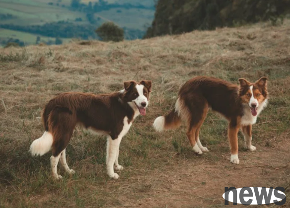 A taboo in raising a dog! 7 daily behaviors that hurt your dog