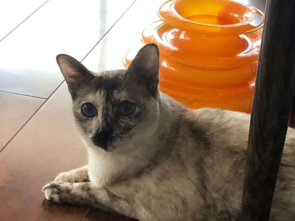 What is the hint before the cat runs away from home