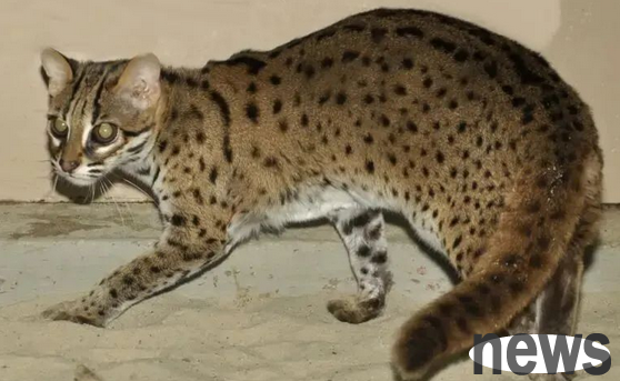These ten kinds of cats have been banned from being kept in our country, so don’t take them home casually!