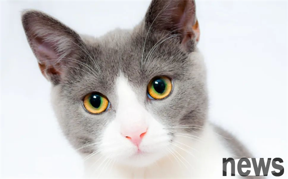 I have to know how to pet cats! Why do kittens suddenly hit you even though they are very comfortable?