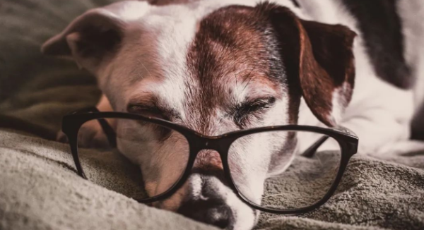 Dogs often bow their waists, so it turns out that they have these meanings!