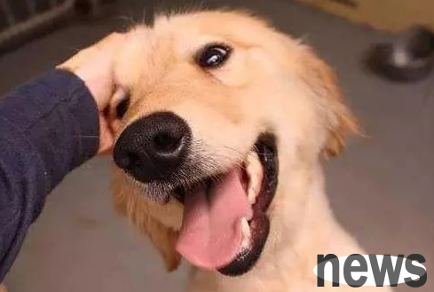 If you can touch these six parts of a dog casually, it means that the dog treats you as a mother.