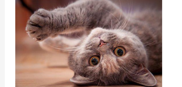 What should I do if a cat is stinking? What should I do if a cat shits everywhere?