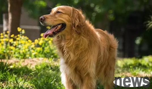 If you can’t train a dog well, don’t say it’s a breed issue anymore. Pay attention to four small methods!