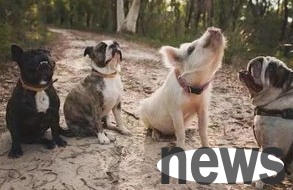 What should I do if I keep walking my dog ​​and keep smelling it everywhere?