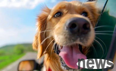 What should I do if a dog vomits after motion sickness?
