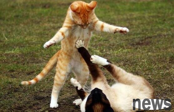 How to make cats and pets live in peace? What are the methods?
