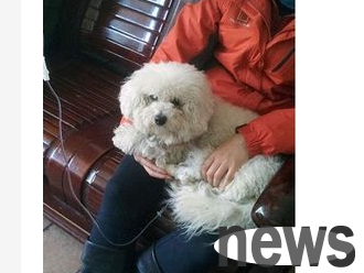 Pets can also suffer from diabetes? Pets may have symptoms of diabetes
