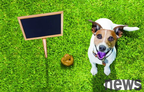 This disease makes elderly dogs miserable, but most owners think it is normal