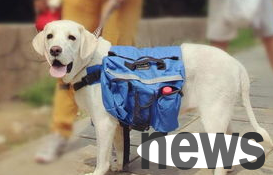 Do dogs need to deworm if they don’t go out?