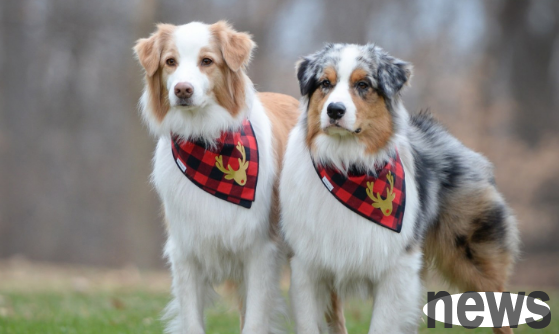 What is the effect of nutrition on the fur of pet dogs? What is the effect of dogs’ fur?