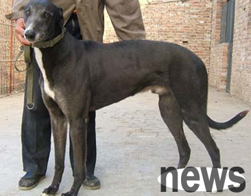 I will tell you what to do if male dogs are infertile?