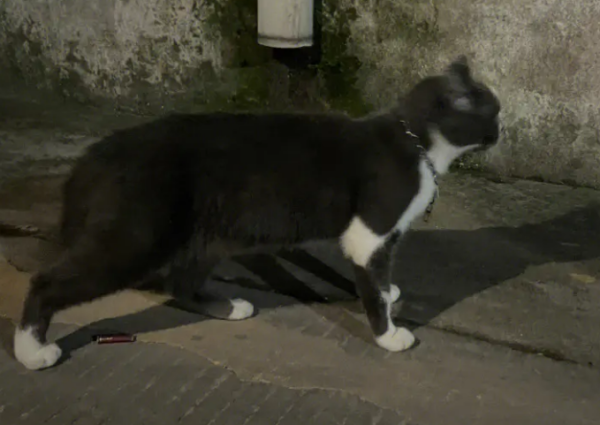 How long does it take to use scissors to lose cats? Come and have a look