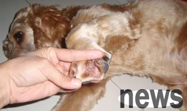 This article tells you the causes and treatment of dog abscess