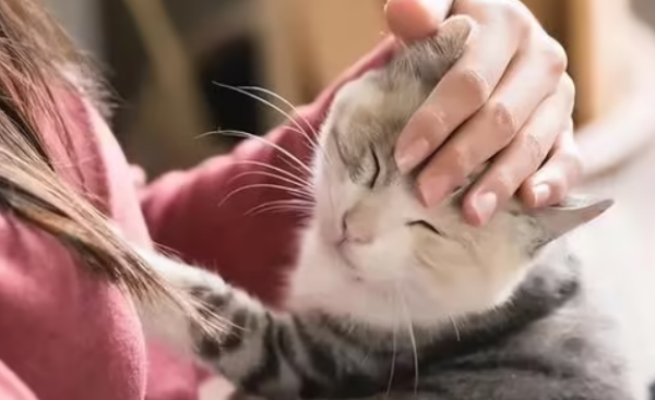 Cats have fungus in their ears (what should I do)