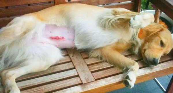 What are the benefits and disadvantages of female dog sterilization?
