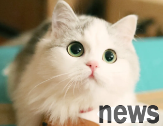 Preventive measures for cat coughing, there are answers in one article!