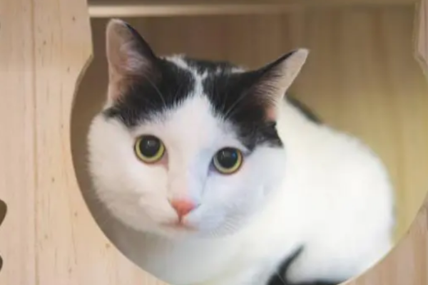 Will cats forget their owners if they have a month in foster care? Come here to have a look