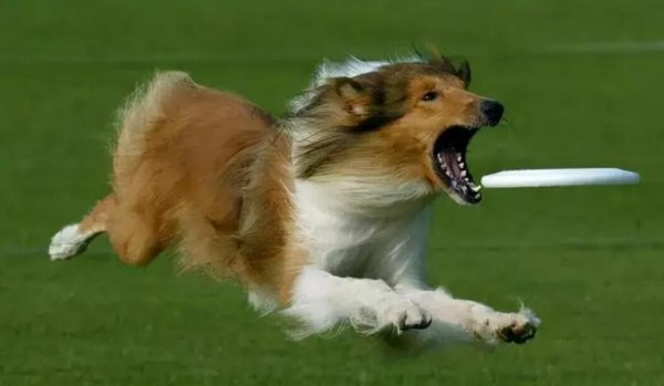 How to stop dogs from barking?