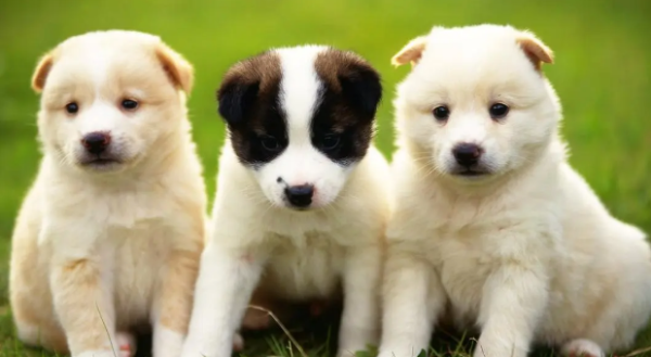 6 good dog feeding habits that dog owners must know, dog owners must see