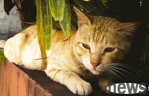 Will a cat go on a hunger strike to death if it leaves its owner? The pet owner can learn about it!