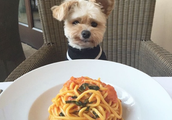 The vegetables that dogs can eat depend on fate whether they like to eat them or not.