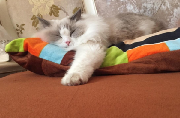 Why do cats like to step on pillows? The answer here is very complete!