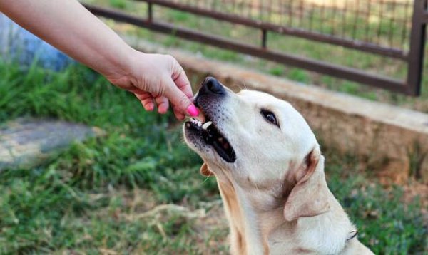 How to feed dogs at different growth stages?