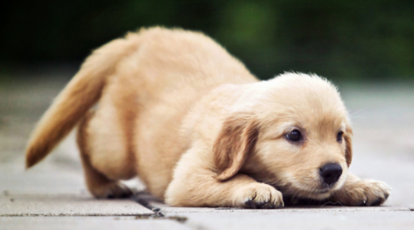 What are the symptoms of a dog s recognition of his owner? Do you know?