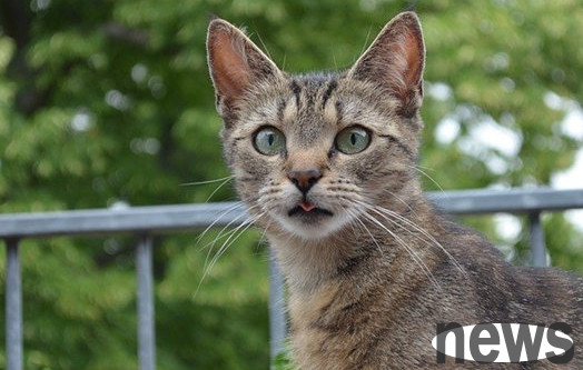 What are the benefits and disadvantages of cat sterilization? You need to know