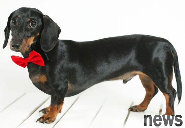 These 5 types of puppies are not big and belong to mini dogs that 
