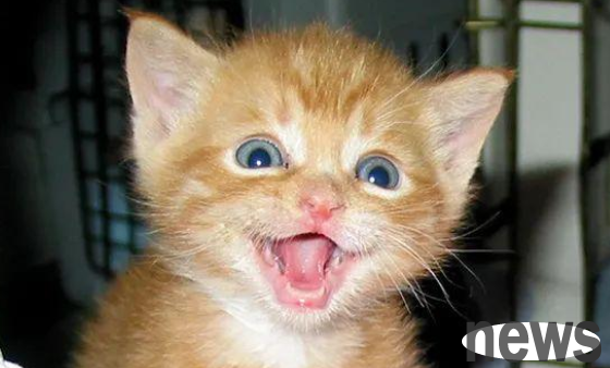 What do cats scream when they are happy? Come and get it!