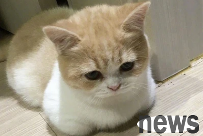 What does it mean to put a cat in summer? Does it have any special meaning?