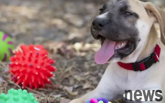 Using small snacks to train dogs is not reasonable for all puppies. Only by finding the right puppies’ hobbies will you be more efficient in training.