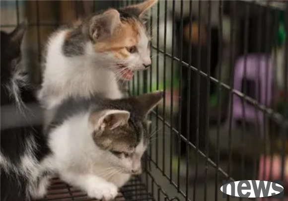 Why do cats like to eat mice? Many people may not know