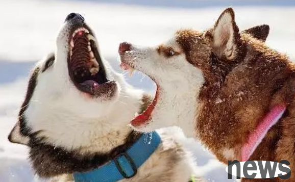 Do you know a lot about dogs changing teeth?
