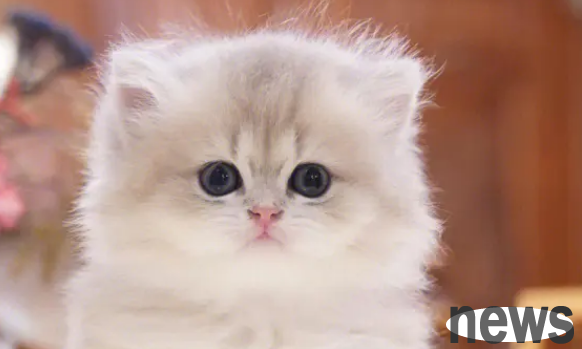 Which one has a higher IQ, cat or dog? Who doesn t want to keep a smart pet?