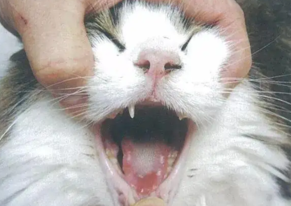 Is cat cupoid contagious? You will know by looking at this!