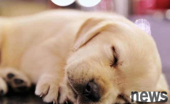 These actions of dogs sleeping mean that they are not in vain