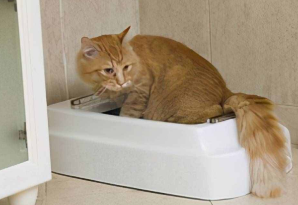 Why do cats have to smell it after they are shit? Want to know to read this article