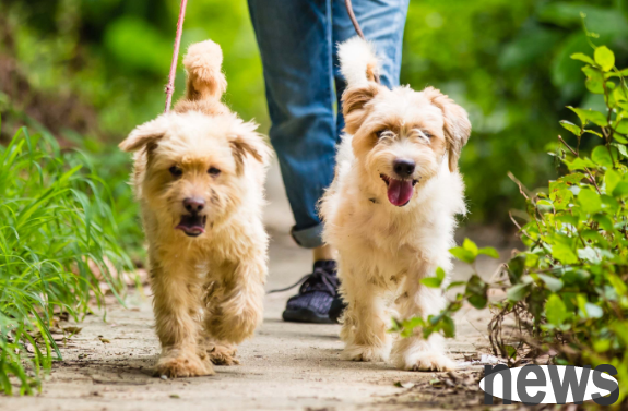 These 5 types of people are not suitable for keeping pets!