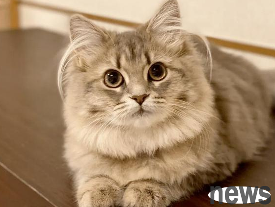 What kind of cat is there with a tuft of long hair on your ears? Maybe it s this