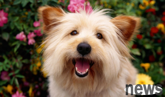 Can the dog still save it if it finds a dog plague? What should I do if a dog suffers from dog distemper?