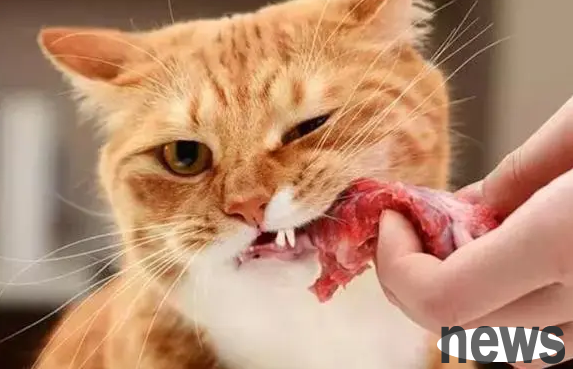 You said, why don’t veterinarians let cats eat raw flesh?
