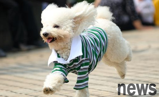 If you have children at home, you should raise these kinds of puppies, which is comfortable and effortless.